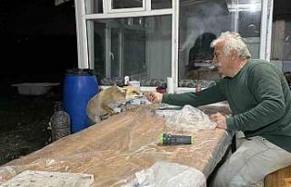 Tilki ailesi her akşam yemek için bağ evine geliyor