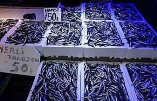 Trabzonlular hamsiye doydu