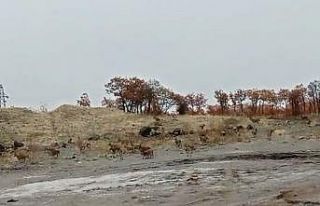 Tunceli’de dağ keçisi sürüsü görüntülendi