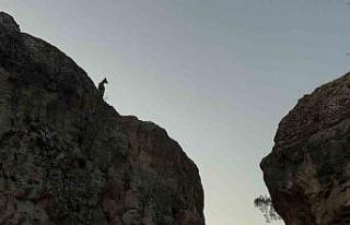 Tunceli’de koruma altındaki dağ keçileri görüntülendi