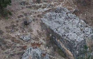 Tunceli’de vaşak görüntülendi