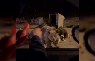 Uludağ’da ayı ailesine sucuk ziyafeti çekerken...