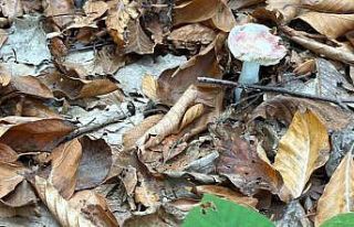 Uzmanından mantar uyarısı: "Hepsi risk içeriyor"