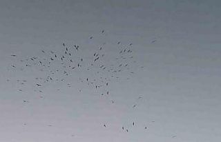 Van Gölü üzerinde kuş sürüsünün görsel şöleni