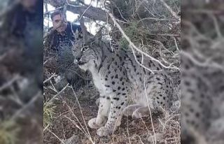 Van’da vaşak görüntülendi