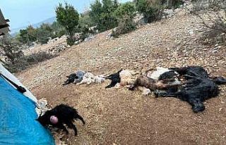 Yabani hayvan saldırısında 12 küçükbaş hayvan...