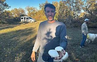 Yağışlar sonrası ormanlarda mantar patlaması...