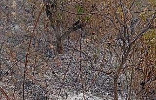 Yaşlı adam, bahçesini temizlerken yangında hayatını...