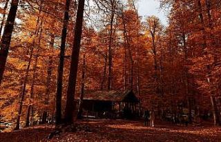 Yedigöller Milli Parkı ziyaretçi akınına uğradı