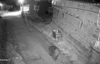 Yemek artıkları ayıların uyku düzenini bozdu,...