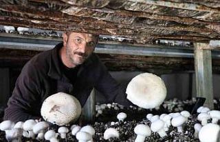 Yılın son mantar hasadı başladı