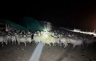 Yoğun siste kaybolan 200 koyun drone destekli aramayla...