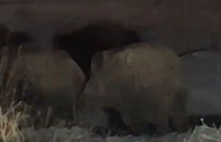 Yüksekova’da domuz sürüsü görüntülendi