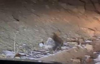 Yüksekova’da Hint oklu kirpi görüntülendi