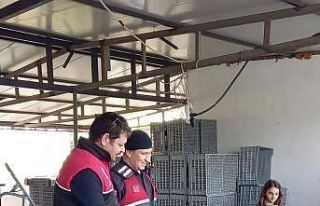 Zeytin hırsızlıklarının karşı denetim