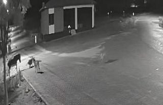 Aç kalan kurtlar mahalleye inerek eşeğe saldırdı