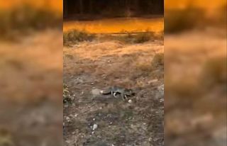 Aç kalan tilki şehir merkezine indi