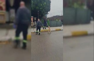 Adana’da başıboş sokak köpekleri toplanıyor