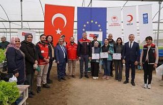 Adana’da topraksız marul yetiştiriciliği başladı