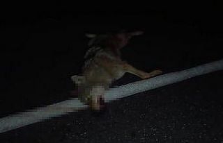 Adilcevaz’da araçların çarptığı kurt telef...