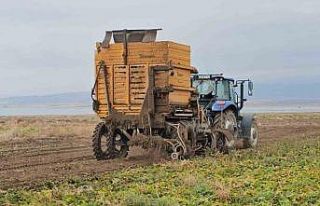 Adilcevaz’da pancar sökümü hızla devam ediyor