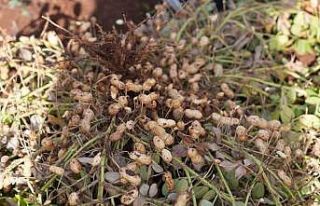 Adıyaman’da yer fıstığı hamlesi