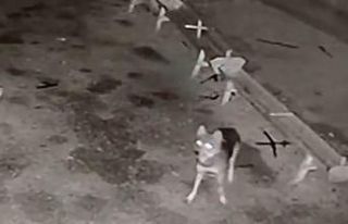 Ağıla giren kurt, 2 koyunu telef etti