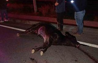 Ağıldan kaçan inek, araçların çarpması sonucu...