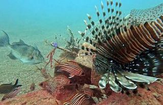 Akdeniz’de balıkların rekabeti: Kızıldeniz’den...