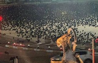 Akşam saatlerinde dikkat! Erzincan’da kargalar...