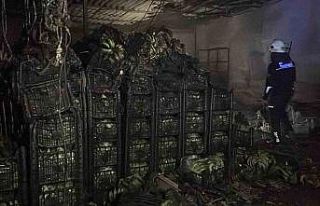 Alanya’da muz sarartma tesisinde yangın: Tonlarca...