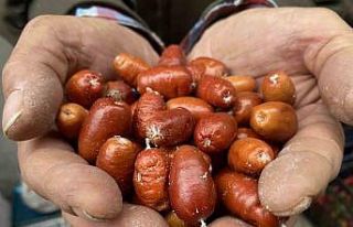 Alaşehir’de iğde ağaçlarının sayısı her...