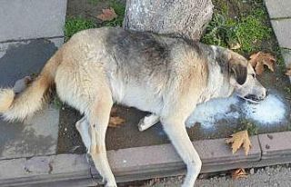 Amasya’da şehrin göbeğinde köpek ve kediler...