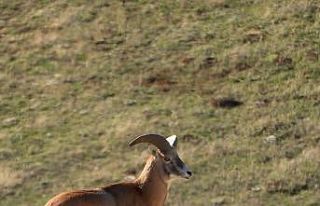 Anadolu Yaban Koyunu’nun üretimi devam ediyor