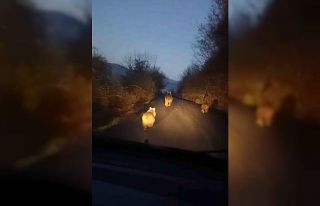 Anne ayı ve yavruları kamerada