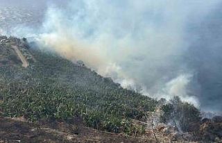 Antalya’da muz bahçesinde yangın