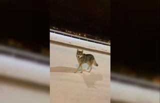 Ardahan’da şehre inen kurt görüntülendi