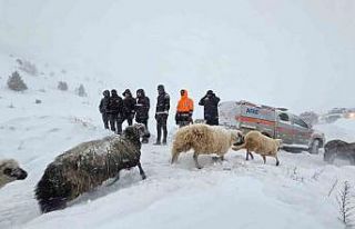 Artvin’de çığ altında kalan 3 çobandan birinin...