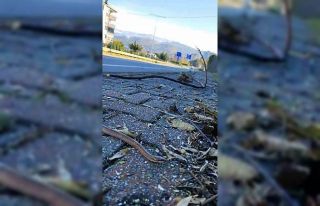 Artvin’in ardından Trabzon’da da yılanlar kış...