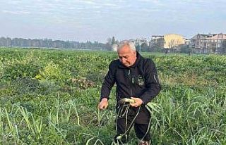 Ata tohumundan ilaç kullanılmadan üretiliyor, Kent...