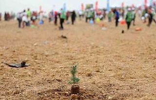 ATÜ yeşil kampüs olma yolunda ilerliyor: Dikilen...