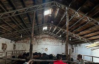 Aydıntepe’de hayvancılığa destek projesinde...