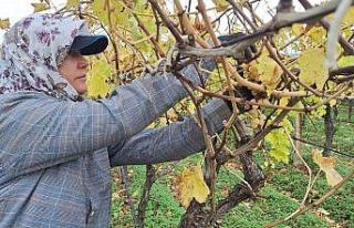 Bağda kalan üzümler ev ekonomisine can suyu oluyor