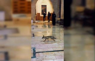 Balıklıgöl’e sürpriz ziyaretçi