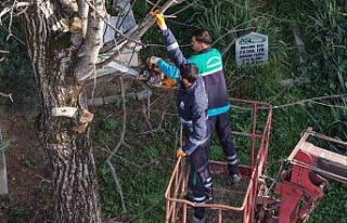 Başiskele’de budanan ağaç dalları ihtiyaç sahiplerine...