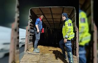 Belgesiz hayvan sevkine ceza: Hayvanlar işletmeye...