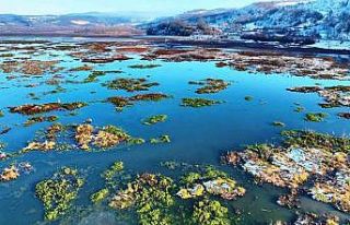 Beyaz gelinliğini giyen Ladik Gölü’nün güzelliği...