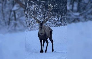 Beyaza bürünen doğada kızıl geyik sürprizi