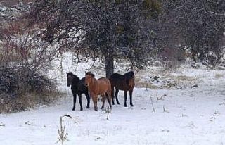 Beypazarı’nda yılkı atları kartpostallık görüntüler...