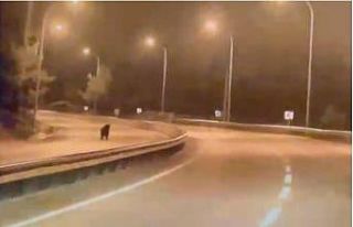 Bilecik’te ayı ana yola indi